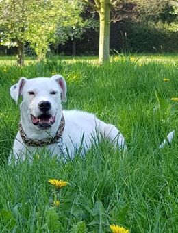 PAUL -LOYALER RUHEPOL - Algermissen