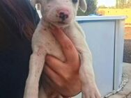 Pollux sucht ein liebevolles Zuhause - Laatzen