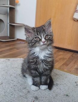 3 Zuckersüße Kitten - Meißen