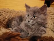 Maine Coon- Sibirischer Waldkater Kitten - Oberdürenbach