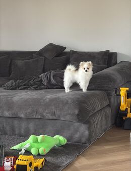 Zwergspitz/Pomeranian - Sippersfeld