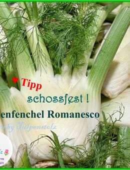 ♥ BIO Knollenfenchel Romanesco Samen Gemüse Tulpenstolz Foeniculum vulgare var. azoricum Garten Anis samenfest ,Bienenweide - Hamburg