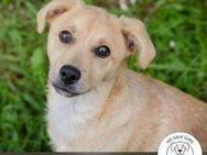 Linus: Sucht ein Zuhause - Kirchzell