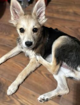 Zuckerstückchen Zolda - Alfdorf