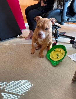 American Bully - Trier