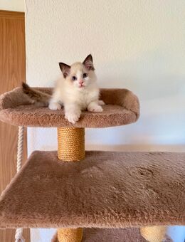 Reinrassige Ragdoll- Kitten - Trochtelfingen Zentrum