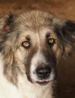 Talia, geb. ca. 09/2022, Griechenland - Markdorf