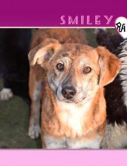 💗SMILEY - BIN ICH NICHT EINMALIG SCHÖN? - Alfeld (Leine)