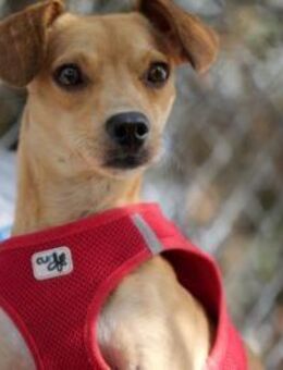 Wilde - pure Lebensfreude - Niddatal