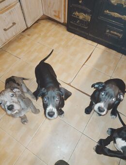 Deutsche Doggen - Lübtheen