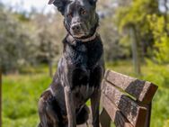 Coni - Mischling - 4 Jahre - Tierhilfe Franken e.V. - Lauf (Pegnitz) Zentrum