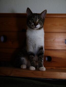 Katzenkind SUKI sucht ihr Zuhause! - Berlin