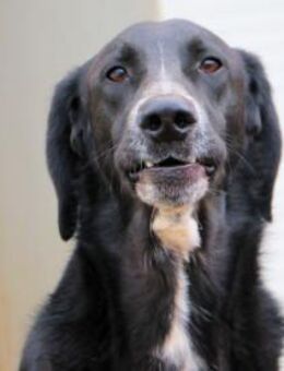 MELO - durch ein Wunder überlebt - Regensburg