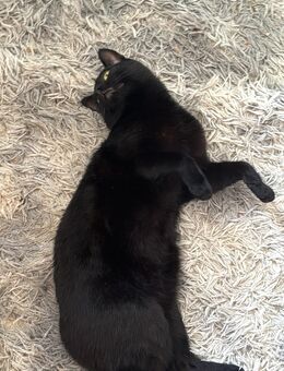 Liebenswerter Kater sucht neues Zuhause - Suhl