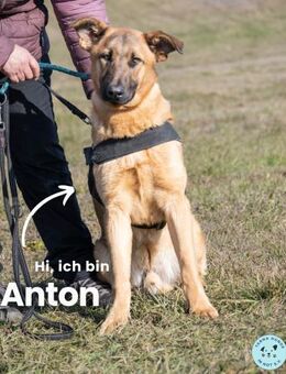 Anton SI, ist noch sehr unsicher - Rheine