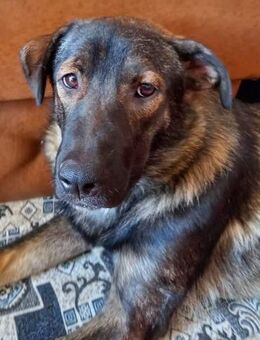 Hey, hier kommt Alex ! - Langenhagen