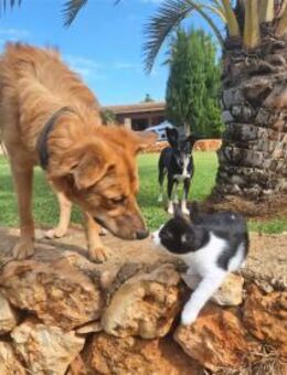 Tayari - wartet in 53332 Bornheim - Oberwies