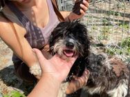 💛 Kleine süße Paula sucht dich 🐾 - Eislingen (Fils)