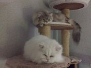 Perser Kitten mit Nase - Frankfurt (Oder)