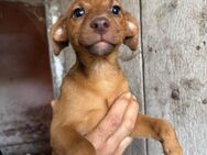 Jagdterrier Mix, 4 Monate - Kappeln (Schleswig-Holstein)