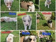 Australian Shepherd - Heldrungen