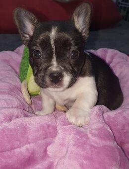 Jack Russel Franz Bulldogge Miniatur Bulli mix - Bergkamen