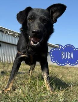 Buda ein besonderer Schatz - Flörsheim-Dalsheim