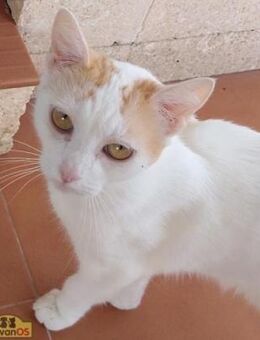 Nala Sensible Schönheit - Bad Camberg