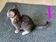 Katzenkinder EKH/BKH Mix zu verkaufen - Ohrdruf