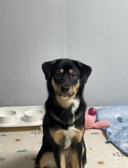 Oreo Die neugierige kleine Entdeckerin - Ebstorf (Klosterflecken)