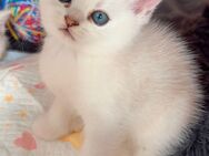 (Britisch kurzhaar Katze) babys - Hamburg Eimsbüttel