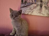 Reinrassige BKH Kitten ab sofort - Berlin