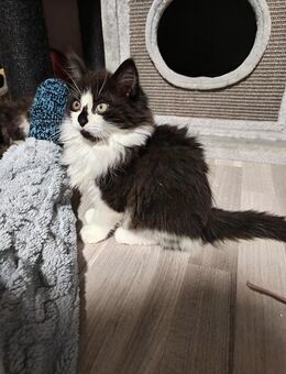 Wunderschönes Kitten Kater Maine Coon - Mönchengladbach