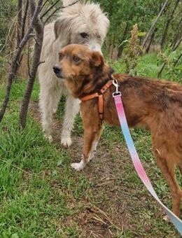 Lenny; vom Shelter-Albtraum ins Leben - Geilenkirchen
