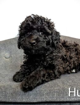 Zwergpudel + Toypudel Welpen (10 Wochen) reinrassig - Altenpleen