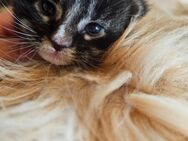 Reinrassige Maine Coon Kitten - Sassenburg