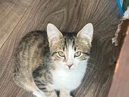 Katzen Kitten abzugeben - Unterkirnach