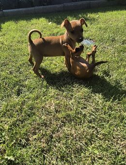 Zwergpinscher Welpe - Frankfurt (Main)