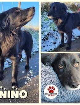 sanfter Retriever Nino sucht sein Zuhaus - Margetshöchheim