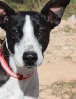 Feine freundliche junge Dame MARTA - Jade