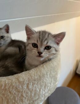 BKH Kitten - Olpe