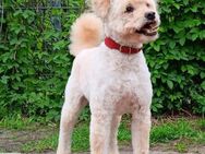 Wo bist Du! Hutch Gnadenadoption - Berlin