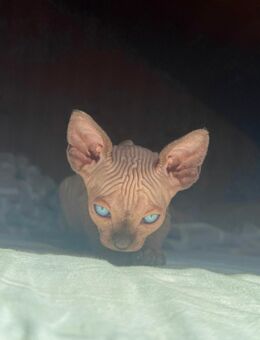 Sfinx katze - Dachau Zentrum