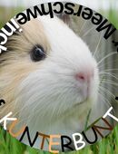 Kurzhaar Meerschweinchen 30 € in 38179