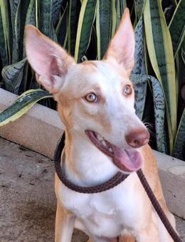 Chuche sucht Liebe und Geborgenheit - Laatzen