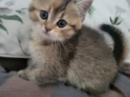 BKH Kitten ab sofort Abgabe bereit. - Chemnitz Zentrum