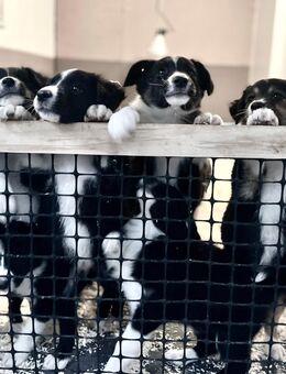 Border Colli/Harzer Fuchs Welpe Rüde, Mama Border - Papa Border/Harzer Fuchs - Plaaz