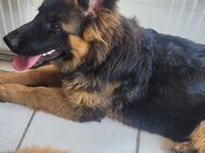 Schäferhund Welpen lange Haare - Scheibenhardt