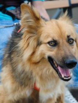 schöer Leon sucht Zuhause - Augsburg