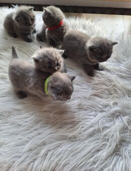 BKH Reinrassige Kitten. - Lippstadt